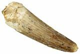 Fossil Spinosaurus Tooth - Real Dinosaur Tooth #340673-1